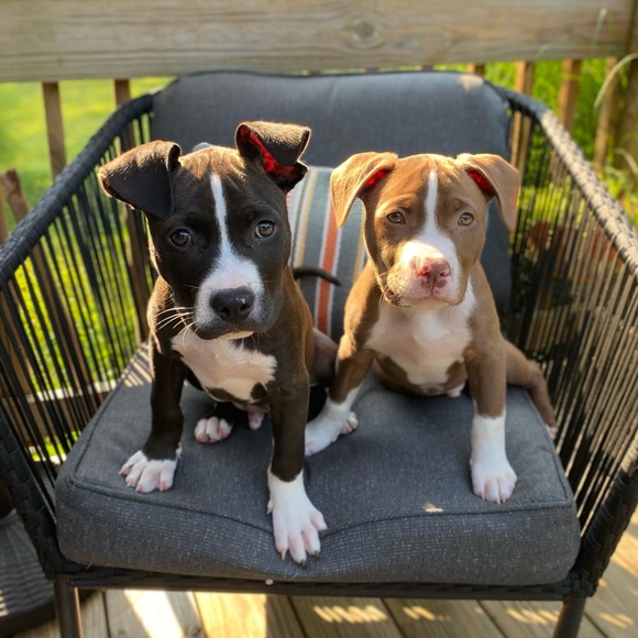 Meet Your Posher, Sara - Picture 3 of 4